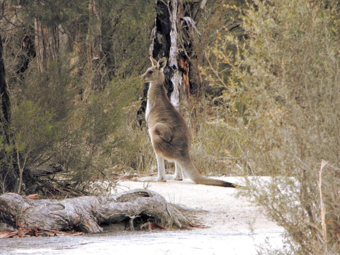 kangaroo2