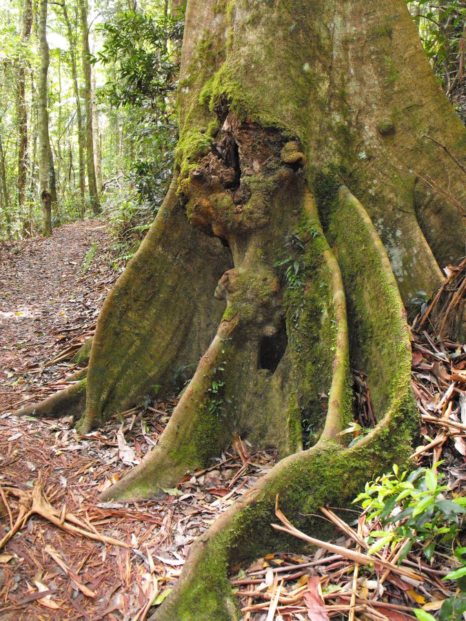 rainforest tree buttress