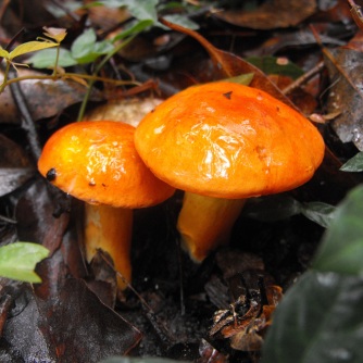 orange fungi Denmark Hill