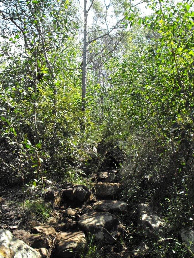 Overgrown rocky trail