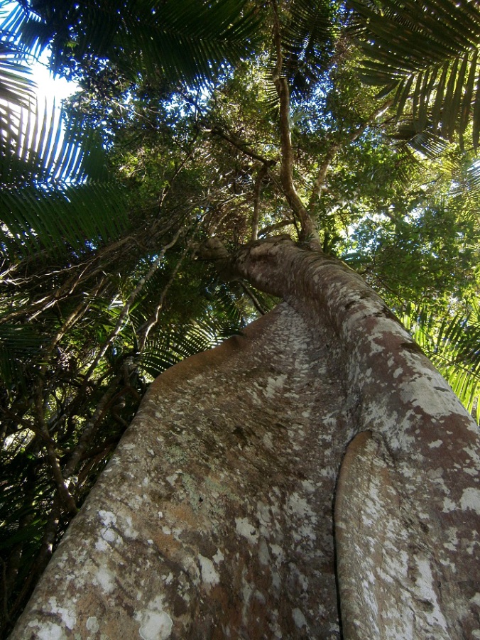 Fluted trunk of Giant Stinging Tree