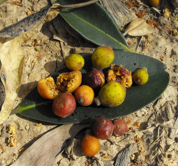 Australian native fig fruit
