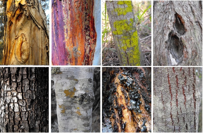 Tree bark collection at White Rock