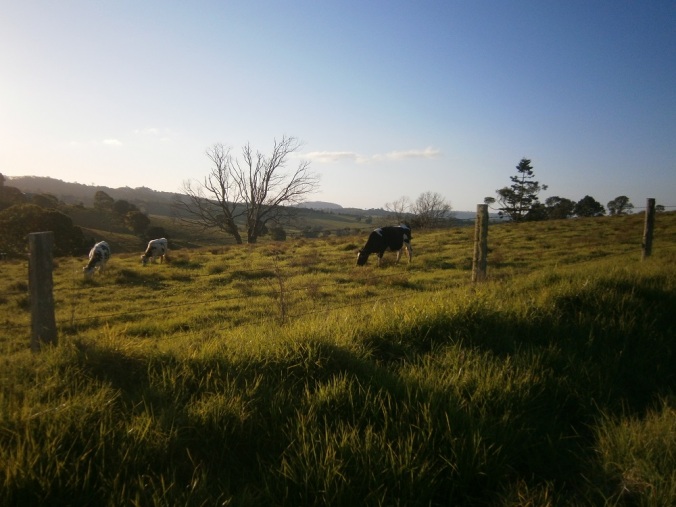 Cows grazing Beechmont