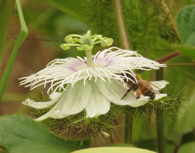 bee on native flower