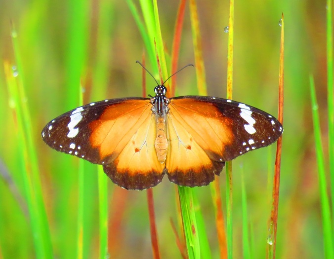 Butterfly Wivenhoe