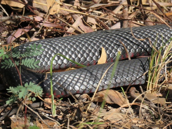 girraween red bellied black snake 9